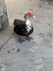 BlackRider